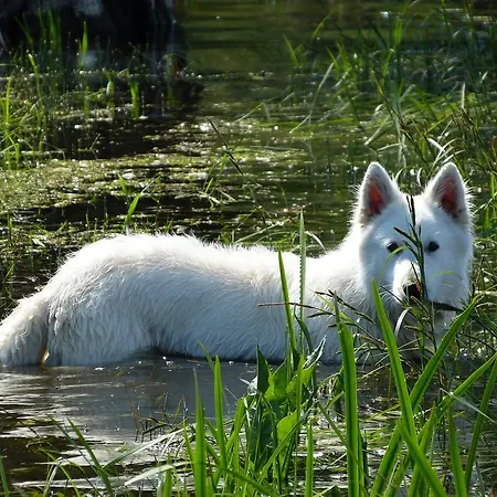 Auf Der Stadtinsel *