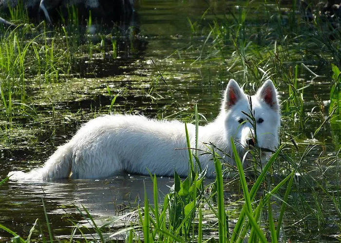Auf Der Stadtinsel *